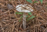 Amanita murrilliana image