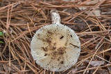 Amanita murrilliana image