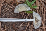 Amanita murrilliana image