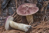 Tylopilus williamsii image