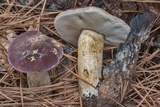 Tylopilus williamsii image