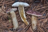 Tylopilus williamsii image