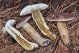 Tylopilus williamsii image