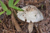 Amanita canescens image