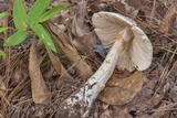 Amanita canescens image