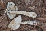 Amanita canescens image