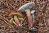 Xerocomellus intermedius image