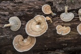 Microporellus obovatus image