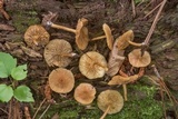 Callistosporium luteo-olivaceum image