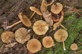 Callistosporium luteo-olivaceum image