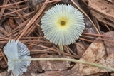 Leucocoprinus fragilissimus image