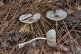 Leucocoprinus longistriatus image