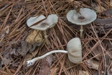 Leucocoprinus longistriatus image