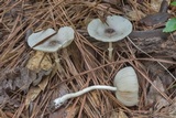 Leucocoprinus longistriatus image