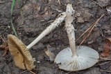 Amanita sect. Vaginatae image