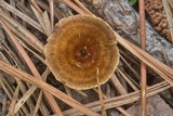 Coltricia cinnamomea image