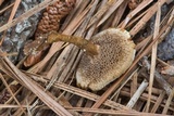 Coltricia cinnamomea image