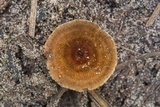 Coltricia cinnamomea image