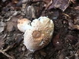 Amanita daucipes image