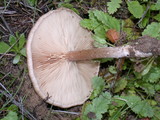 Melanoleuca exscissa var. exscissa image