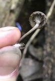 Arrhenia epichysium image
