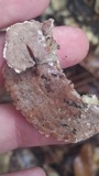 Gloeoporus dichrous image