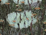 Lecanora strobilina image