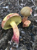Baorangia bicolor image