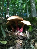 Baorangia bicolor image