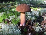 Boletus vermiculosoides image