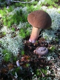 Boletus vermiculosoides image