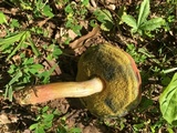 Boletus patrioticus image
