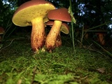 Baorangia bicolor image