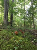 Baorangia bicolor image