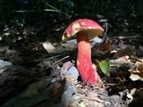 Baorangia bicolor image