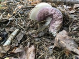 Tylopilus plumbeoviolaceus image