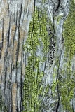 Cyphelium tigillare image