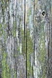 Cyphelium tigillare image