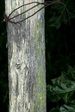 Cyphelium tigillare image
