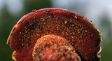 Butyriboletus frostii image
