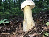 Tylopilus intermedius image