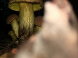 Aureoboletus innixus image