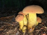 Aureoboletus innixus image
