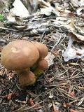 Aureoboletus innixus image