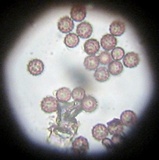 Calvatia cyathiformis image
