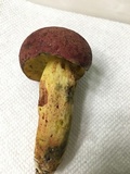 Boletus roodyi image