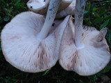 Pluteus petasatus image