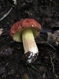 Xerocomus hortonii image