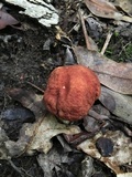 Xerocomus hortonii image
