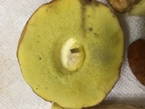 Xerocomus hortonii image